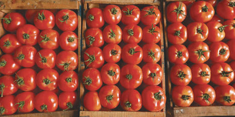 MAROC : Canicule : “Tout bénef” pour la tomate | CIHEAM Press Review | Scoop.it