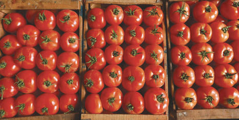 MAROC : Canicule : &ldquo;Tout b&eacute;nef&rdquo; pour la tomate | CIHEAM Press Review | Scoop.it