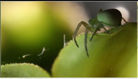 Le règne de l'araignée | Pariscience - Festival international du film scientifique - séance | Variétés entomologiques | Scoop.it