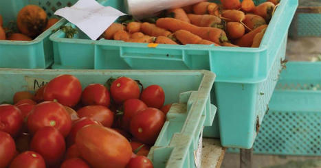 MALTA: Tensions lead to rules for pitkala to be overhauled | MED-Amin network | Scoop.it