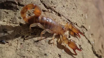 A la Guadeloupe, plus d&rsquo;une centaine de&nbsp;nouvelles esp&egrave;ces d&eacute;couvertes lors d&rsquo;une exp&eacute;dition scientifique | EntomoNews | Scoop.it