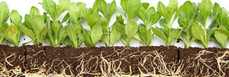 Pollution : Les plantes qui purifient les sols pollués | Economie Responsable et Consommation Collaborative | Scoop.it