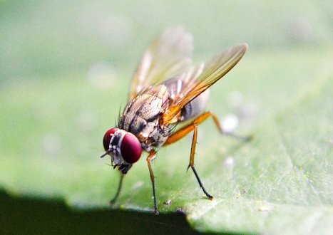 Effets du sucre : il remodèle la mémoire moléculaire de la Mouche du vinaigre, ce qui peut, chez elle, installer à long terme un comportement alimentaire malsain | EntomoNews | Scoop.it