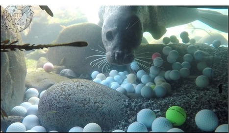 Teenage Diver Finds Tons Of Golf Balls Rotting Off California | Coastal Restoration | Scoop.it