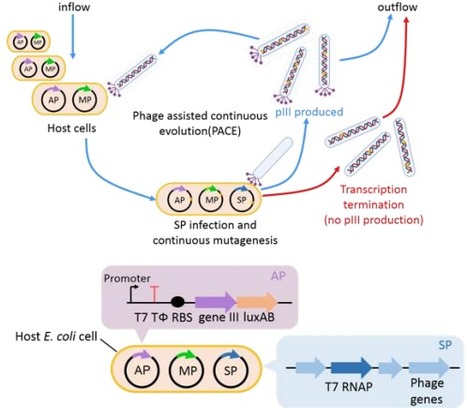 A single mutation attenuates both the transcription termination and RNA-dependent RNA polymerase activity of T7 RNA polymerase | Brvsb | RMH | Scoop.it
