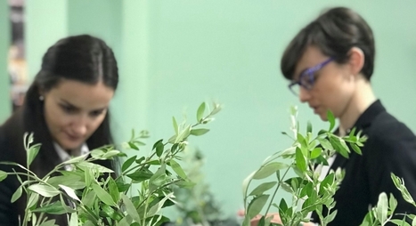 Più attenzione ai mercati emergenti per la rinascita dell’olivicoltura italiana | OLIVE NEWS | Scoop.it