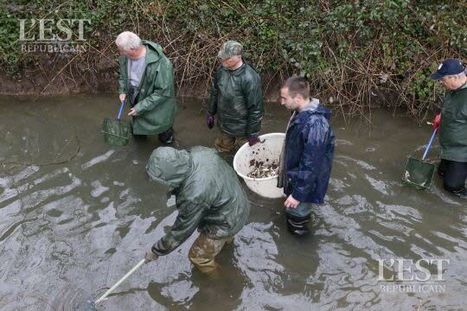 Belfort : la fédération de pêche sort les poissons morts après la pollution du canal des Forges / 05.04.2016 | Pollution accidentelle des eaux par produits chimiques | Scoop.it