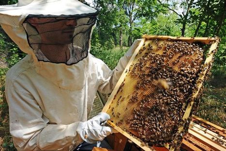 Les apiculteurs toujours en guerre contre les pesticides | Variétés entomologiques | Scoop.it