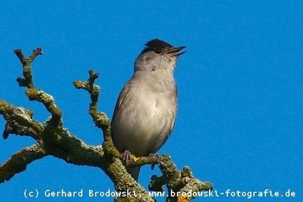 Mönchsgrasmücke - Steckbrief, Brutzeit, Lebensraum, Bilder, Referat | #Gardening #nature #birds | Hobby, LifeStyle and much more... (multilingual: EN, FR, DE) | Scoop.it