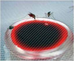 Scientists Identify Key to Malaria's Invisibility Cloak | MedIndia | Science News | Scoop.it