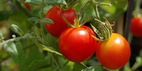 We Discovered the BEST Way to Prune Tomato Plants for Bigger, Tastier Harvests | Best Backyard Patio Garden Scoops | Scoop.it