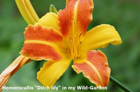 Is It a Daylily or a True Lily? How to Tell the Difference. #Gardening #Flowers | Hobby, LifeStyle and much more... (multilingual: EN, FR, DE) | Scoop.it