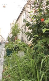 Mairie du 12e - Une &laquo; rue v&eacute;g&eacute;tale &raquo; dans le 12e ! | Paysage - Agriculture | Scoop.it