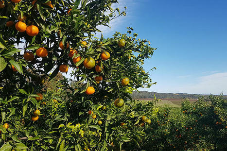 Clémentine corse cherche valorisation | HORTICULTURE | Scoop.it