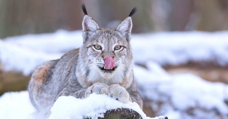 Pandathlon : un projet éco-sportif solidaire au service du lynx boréal | GREENEYES | Scoop.it