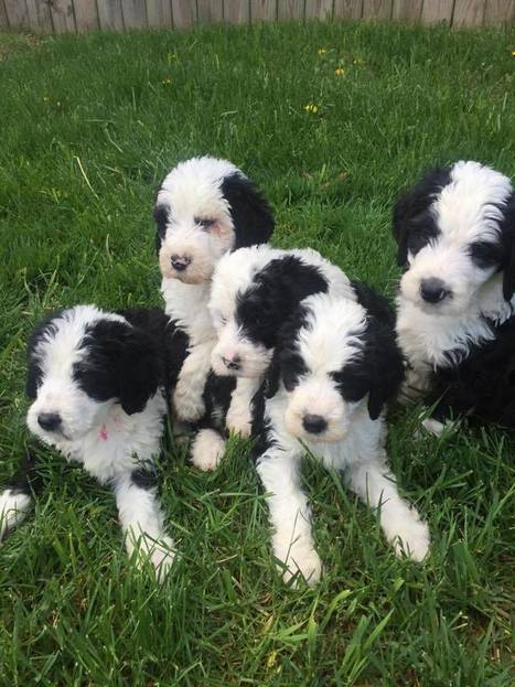 sheepadoodle dog for sale