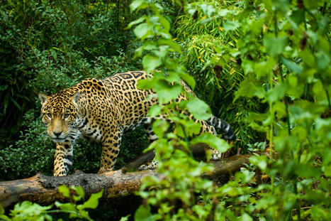 Pourquoi on détruit la forêt amazonienne ? | Histoires Naturelles | Scoop.it