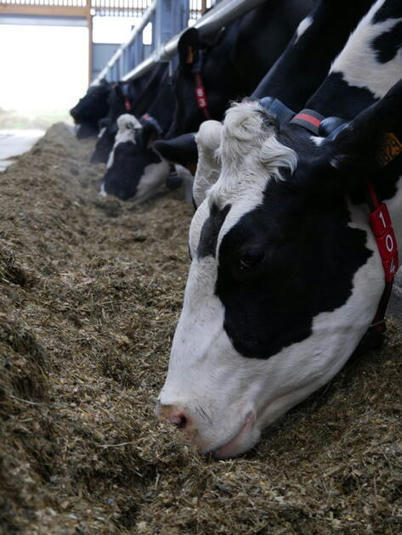 Méthane : un additif pour réduire de 30 % les émissions des vaches laitières | Lait de Normandie... et d'ailleurs | Scoop.it