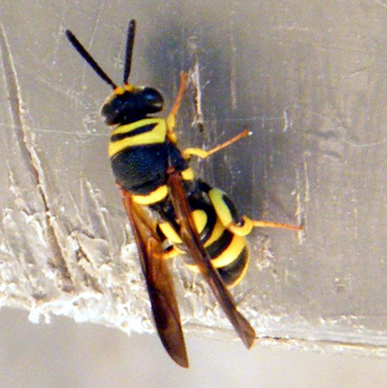 Osmies Osmie Rousse Osmie Cornue Osmie Caeru