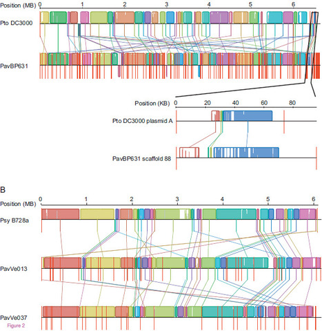 BMC Microbiology: Extensive remodeling of the Pseudomonas syringae pv. avellanae type III secretome associated with two independent host shifts onto hazelnut (2012) | Plant Pathogenomics | Scoop.it
