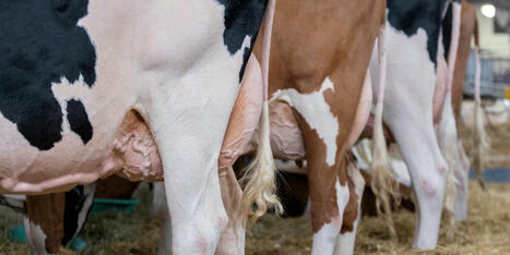 'Who’s going to milk the cows?' Dairy farmers hit by Trump's deportations - Raw Story | Backstabber Watch | Scoop.it