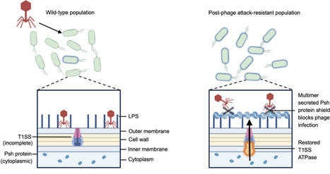 Phage proofing Pseudomonas putida uncovers novel broad-spectrum phage resistance protein Psh | brveco | RMH | Scoop.it