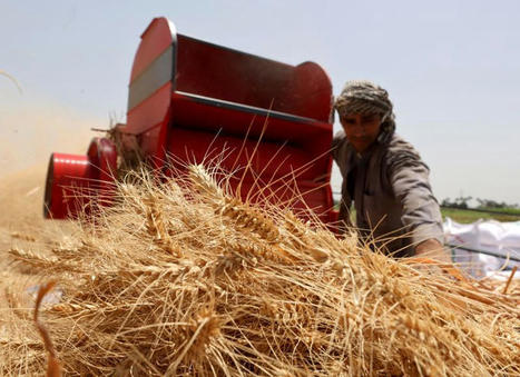 MENA : L'agro-industrie des Émirats arabes unis en pourparlers pour acquérir des terres en Égypte - sources - Aujourd'hui | CIHEAM Press Review | Scoop.it
