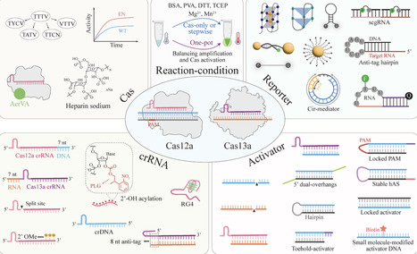 Emerging strategies for regulating Cas12a and Cas13a trans-cleavage activity in biosensing | badv | RMH | Scoop.it