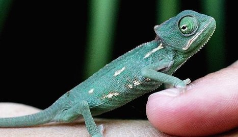 #HR The Workplace Sorcery of Chameleons and Mimics | #HR #RRHH Making love and making personal #branding #leadership | Scoop.it