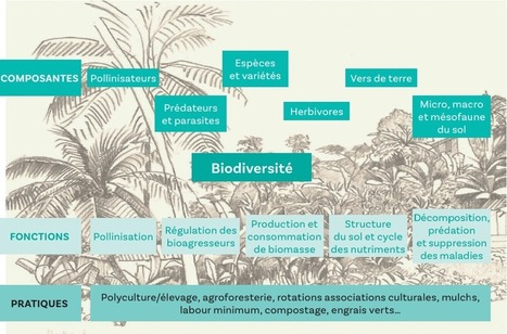 Le jardin créole : un îlot dans l’archipel des biodiversités du monde | Biodiversité | Scoop.it