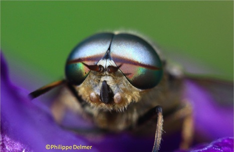 Biomimétisme : la nature c’est 4 milliards d’années de R&D | EntomoNews | Scoop.it