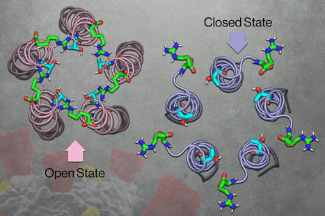 Targeting a Coronavirus Ion Channel (E) could Result in Novel Covid-19 Drugs | Amazing Science | Scoop.it