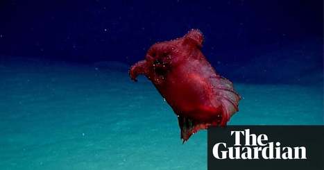 Headless Chicken Monster Deep Sea Cucumber S