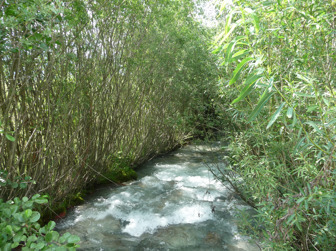 Le génie végétal pour la protection des berges de cours d’eau - Les fascines de ligneux | Biodiversité | Scoop.it