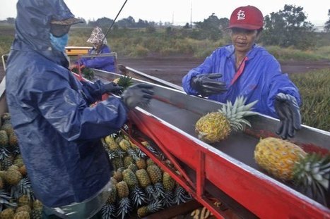 Human trafficking—or something that looks a lot like it—has been taking place in Hawaii | Operation Phobos | Scoop.it