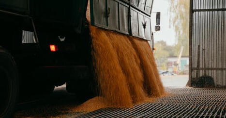 FAS USDA sees Ukraine’s corn output jumping 29% despite dry conditions | MED-Amin network | Scoop.it