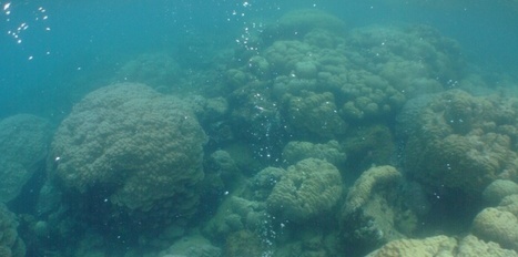 Le CO2 pousse les poissons vers leurs pr&eacute;dateurs | Essentiels et SuperFlus | Scoop.it