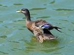 North American waterfowl are newest casualty of California’s drought - The Sacramento Bee | MyLuso | Scoop.it
