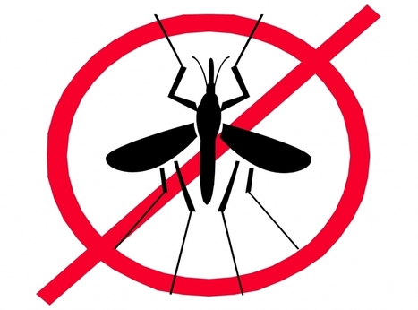 Chikungunya, polémique autour d'un insecticide | Variétés entomologiques | Scoop.it