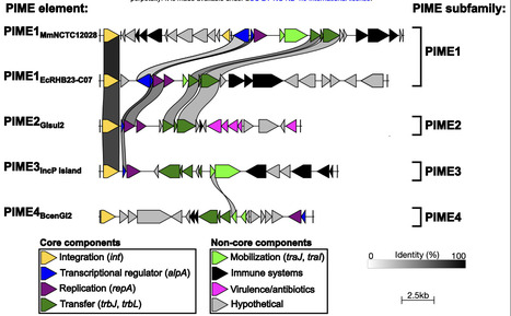 Integrative mobilizable elements are pervasive throughout Pseudomonadota | brvsys | RMH | Scoop.it