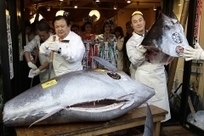 Bluefin Sells for Record $740,000: In New Year, Same Threats for Tuna in Japan | OUR OCEANS NEED US | Scoop.it