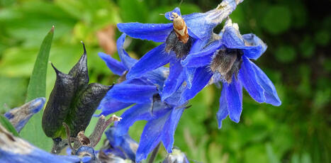 Flore end&eacute;mique des Pyr&eacute;n&eacute;es&nbsp;: vers un risque de&nbsp;d&eacute;clin massif d&rsquo;ici la fin du&nbsp;si&egrave;cle - The Conservation | Biodiversit&eacute; | Scoop.it