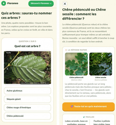 Apprendre &agrave; reconna&icirc;tre les plantes : Floraneo et les photos du r&eacute;seau Tela Botanica | HORTICULTURE | Scoop.it