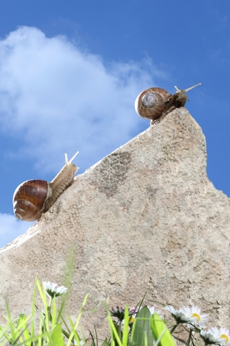 Faites rimer lenteur et succ&egrave;s | Intelligence &eacute;conomique & strat&eacute;gique - Strat&eacute;gie d'innovation | Scoop.it