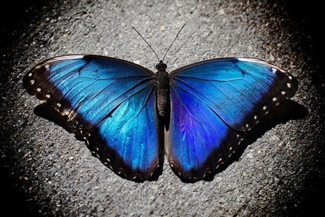 Des papillons bleus possèdent des oreilles sur leurs ailes | EntomoNews | Scoop.it