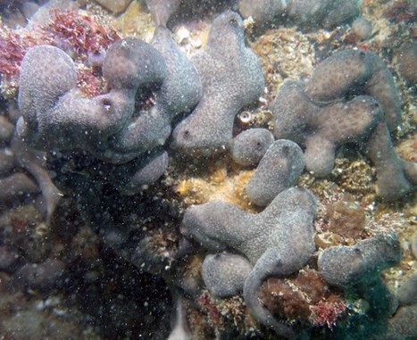 Microbial diversity and mercury levels in the marine sponge Chondrosia reniformis | iBB | Scoop.it