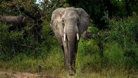 L’éléphant de forêt d’Afrique en danger critique d’extinction | Madinin'Art | Histoires Naturelles | Scoop.it