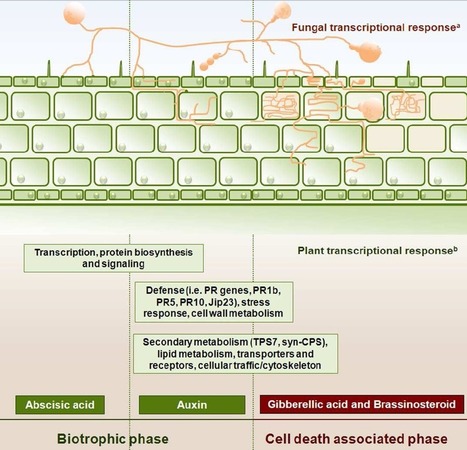 MPMI: Opprimo ergo sum – evasion and suppression in the root endophytic fungus Piriformospora indica | Plants and Microbes | Scoop.it