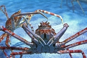 Avec le réchauffement, les crabes prennent d'assaut l'Antarctique | Biodiversité - @ZEHUB on Twitter | Scoop.it