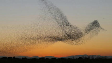 A Brief Introduction to Cynefin | Art of Hosting | Scoop.it